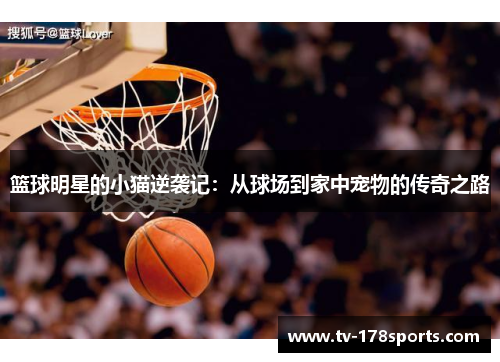 篮球明星的小猫逆袭记：从球场到家中宠物的传奇之路